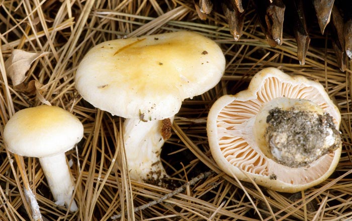 Hygrophorus flavodiscus